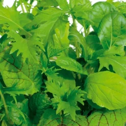 Laitues Misticanza di Lattghe en mélange - Des salades fraîches non-stop