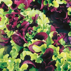 Laitues à petites feuilles en mélange - Salade fraîche tous les jours