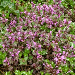 Lamier tacheté Roseum - L'ombre enfin fleurie