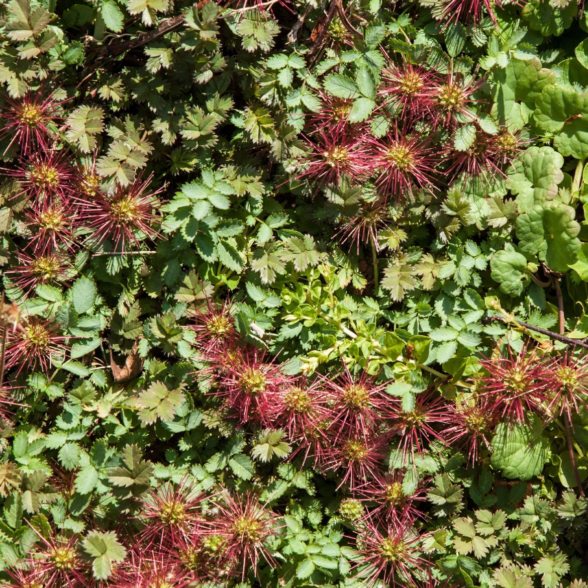Lampourde à petites feuilles Kupferteppich - Un tapis cuivré sans effort