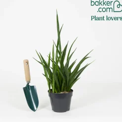 Langue de belle-mère Sansevieria 'Friends' - Zéro entretien, vraie déco