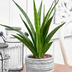 Langue de belle-mère Sansevieria 'Friends' - Zéro entretien, vraie déco