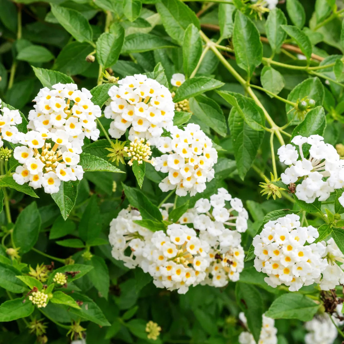 Lantana blanc - Fleurs blanches tout l'été
