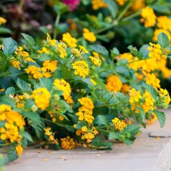 Lantana jaune - Il fleurit sans effort