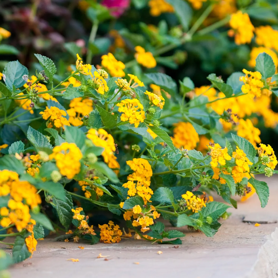 Lantana jaune - Il fleurit sans effort