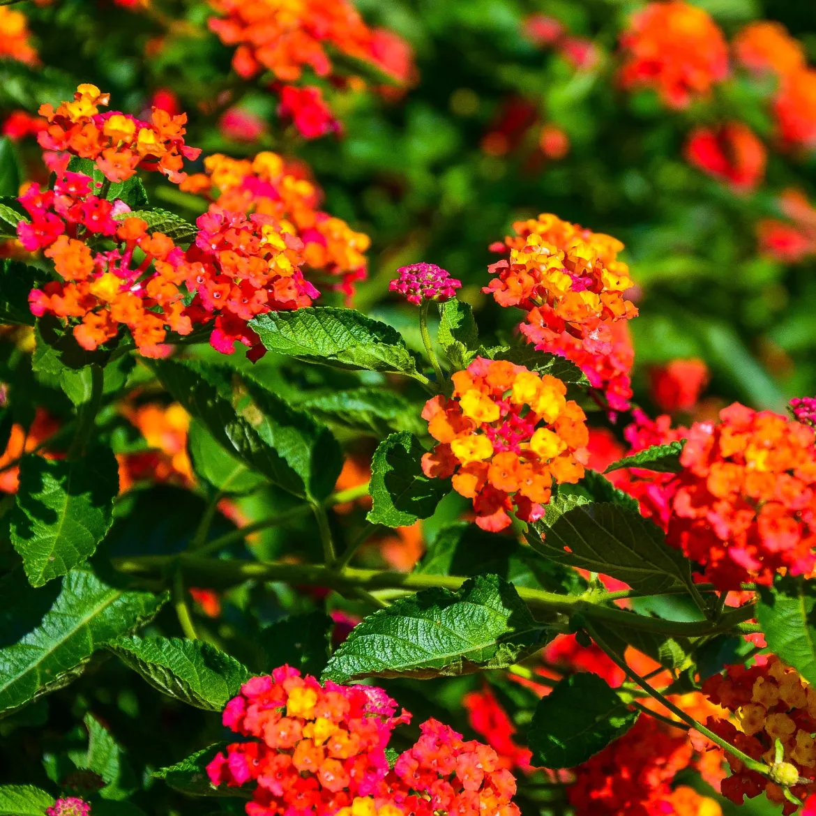 3 Lantana Passionfruit - Un balcon fleuri tout l'été