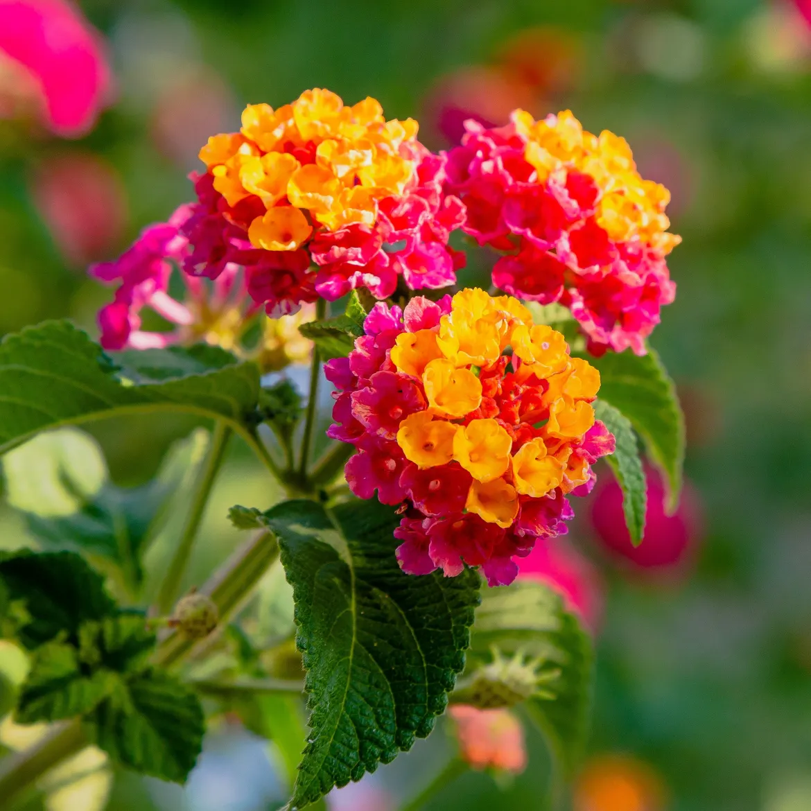 3 Lantana Passionfruit - Un balcon fleuri tout l'été