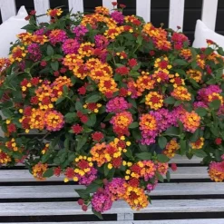 3 Lantana Passionfruit - Un balcon fleuri tout l'été