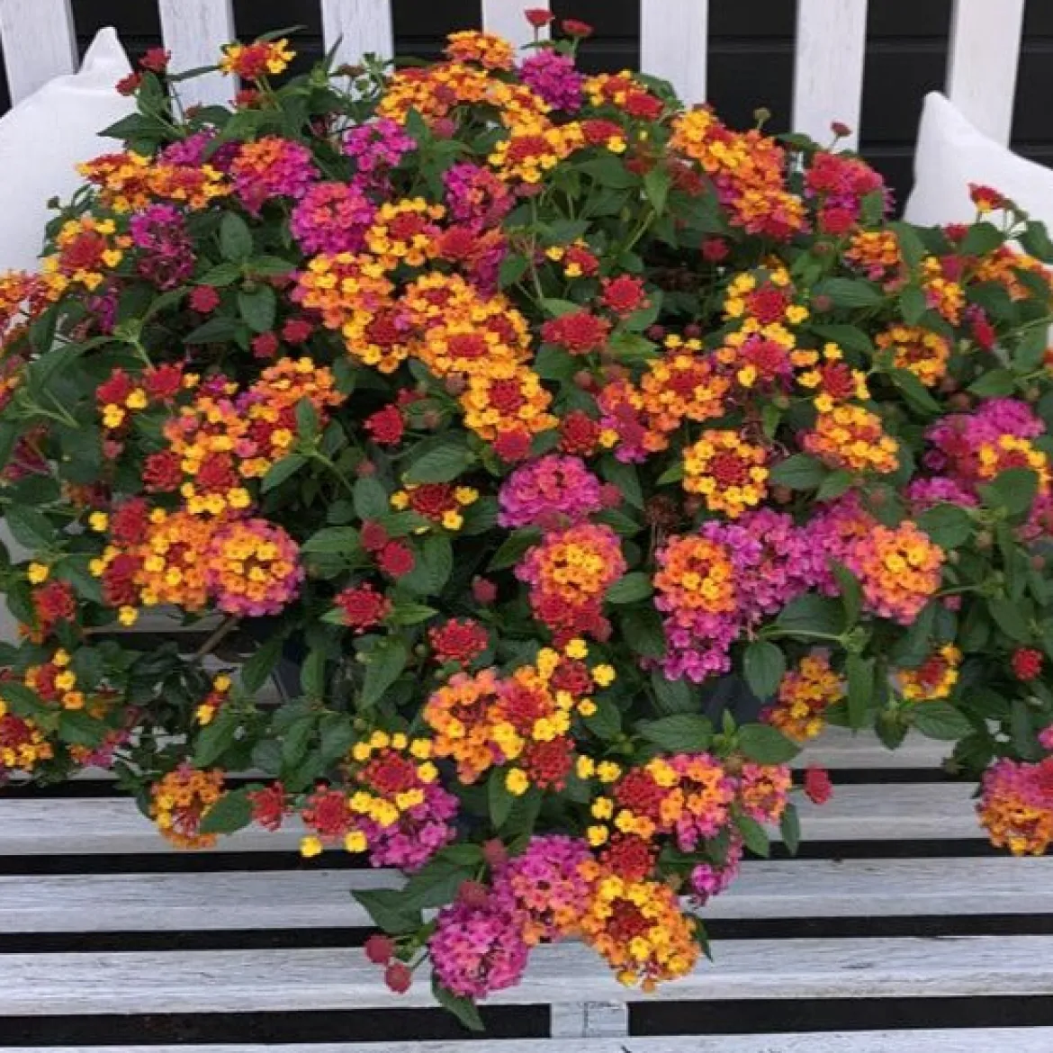 3 Lantana Passionfruit - Un balcon fleuri tout l'été
