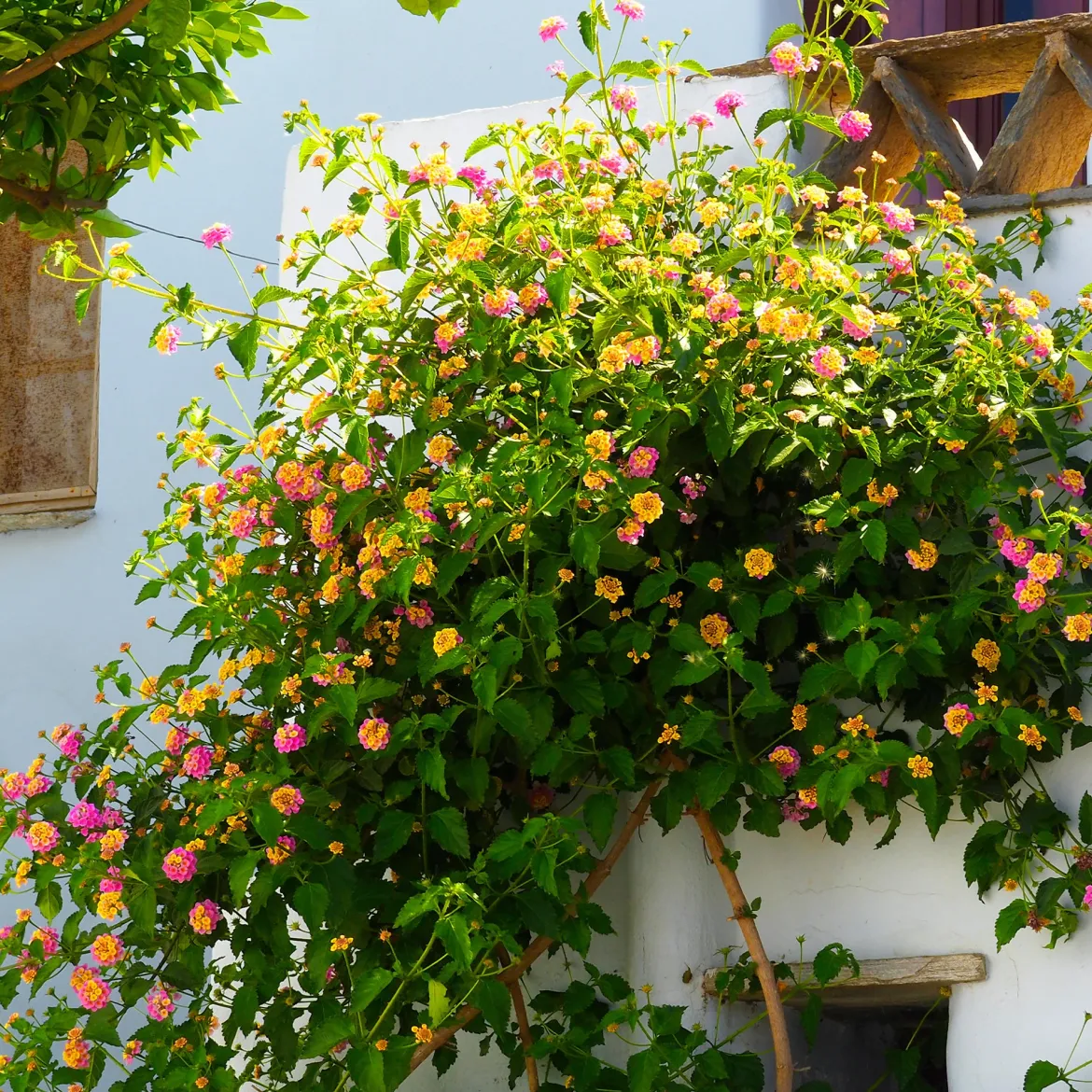 3 Lantana Passionfruit - Un balcon fleuri tout l'été