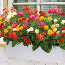 3 Lantanas en mélange - Fleurs vives tout l'été