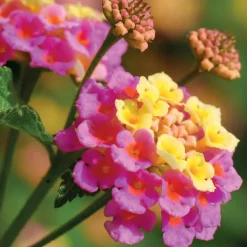 3 Lantanas en mélange - Fleurs vives tout l'été