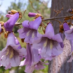 L'Arbre impérial- Paulownia - L'ombre en un seul été