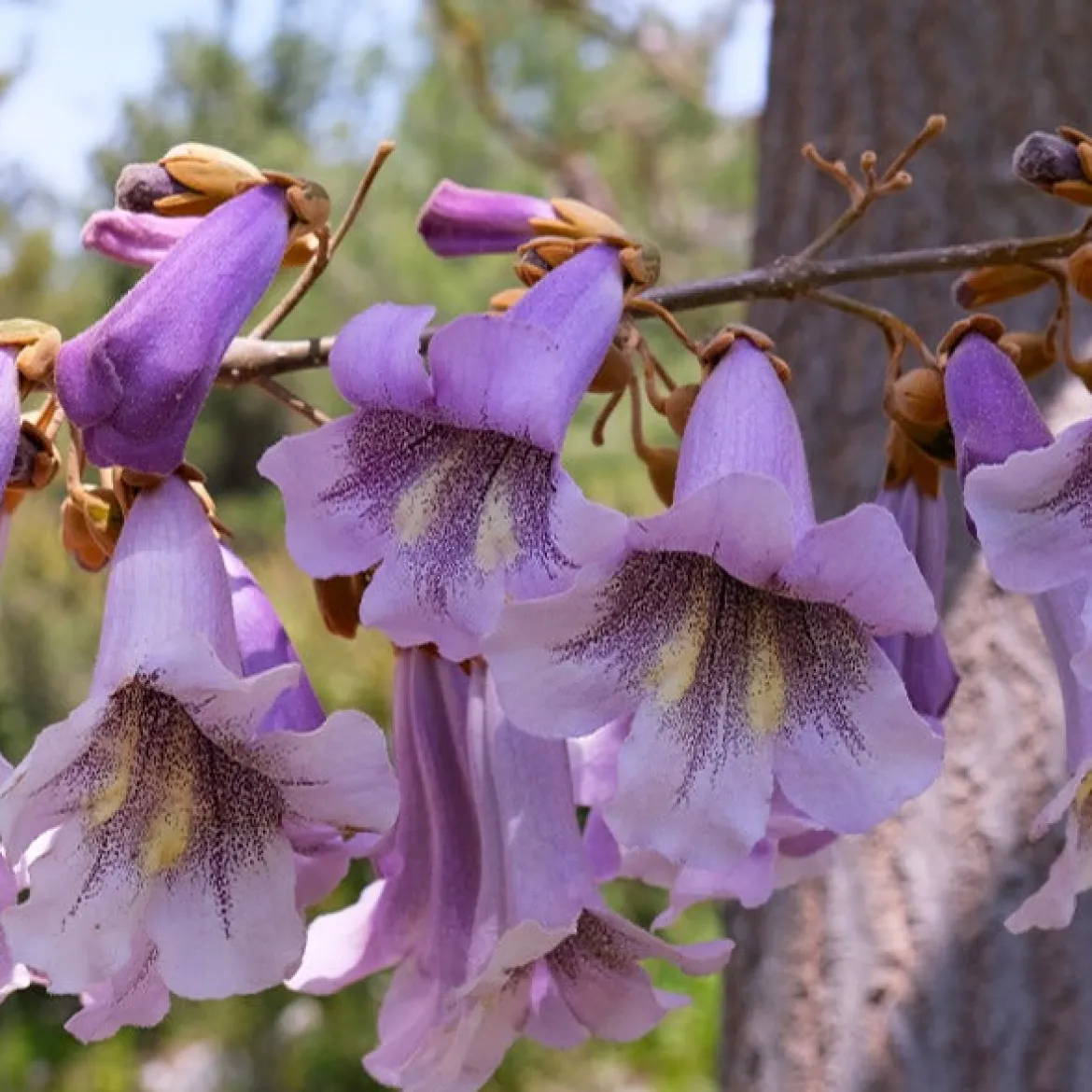 L'Arbre impérial- Paulownia - L'ombre en un seul été