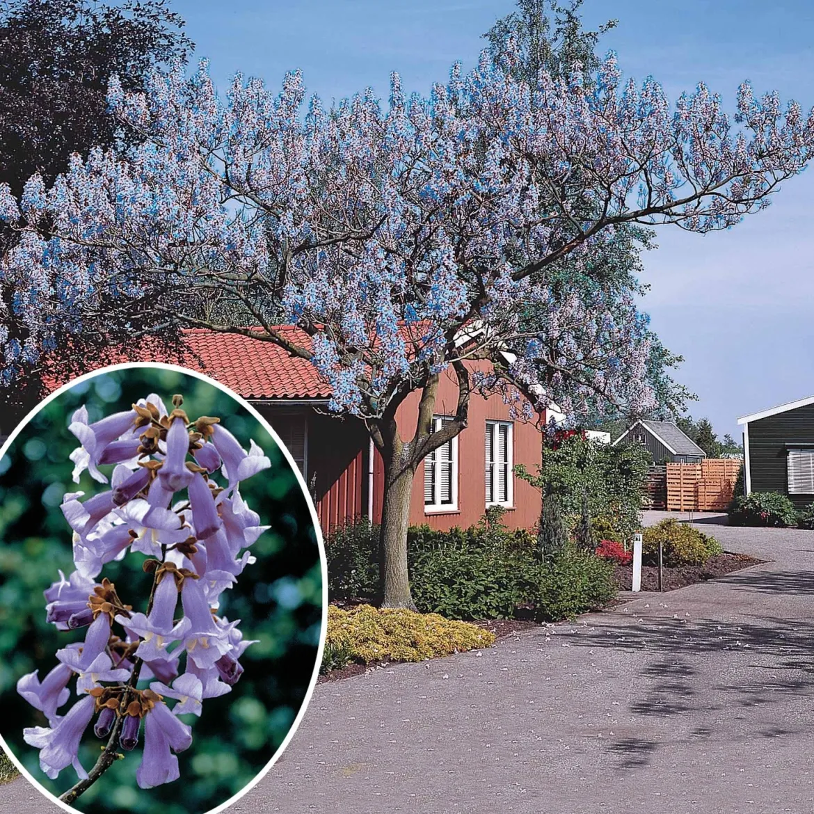 L'Arbre impérial- Paulownia - L'ombre en un seul été