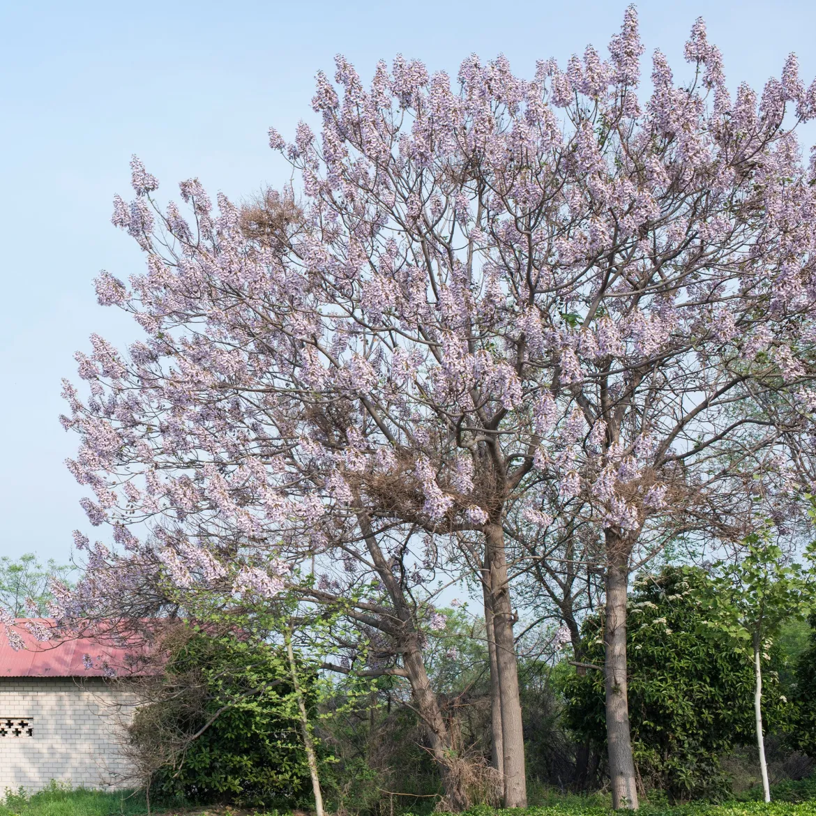 L'Arbre impérial- Paulownia - L'ombre en un seul été