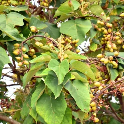L'Arbre impérial- Paulownia - L'ombre en un seul été