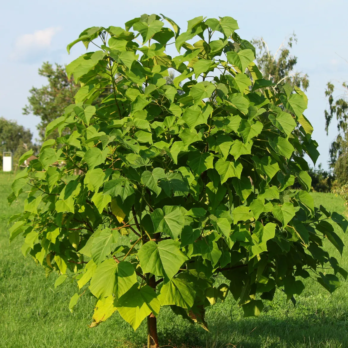L'Arbre impérial- Paulownia - L'ombre en un seul été