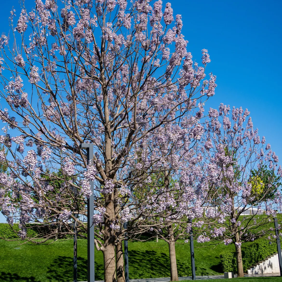 L'Arbre impérial- Paulownia - L'ombre en un seul été