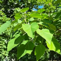 L'Arbre impérial- Paulownia - L'ombre en un seul été