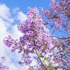 L'Arbre impérial- Paulownia - L'ombre en un seul été