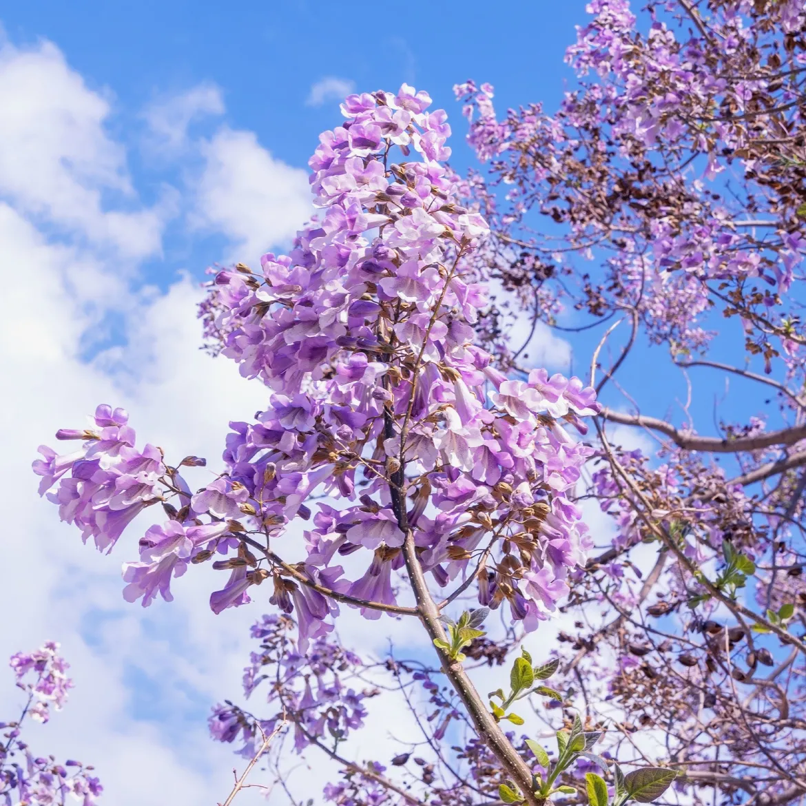 L'Arbre impérial- Paulownia - L'ombre en un seul été