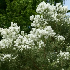L'arbre à thé - Le parfum frais au jardin