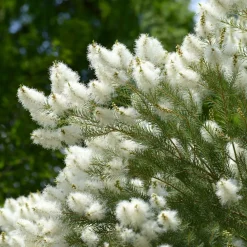 L'arbre à thé - Le parfum frais au jardin