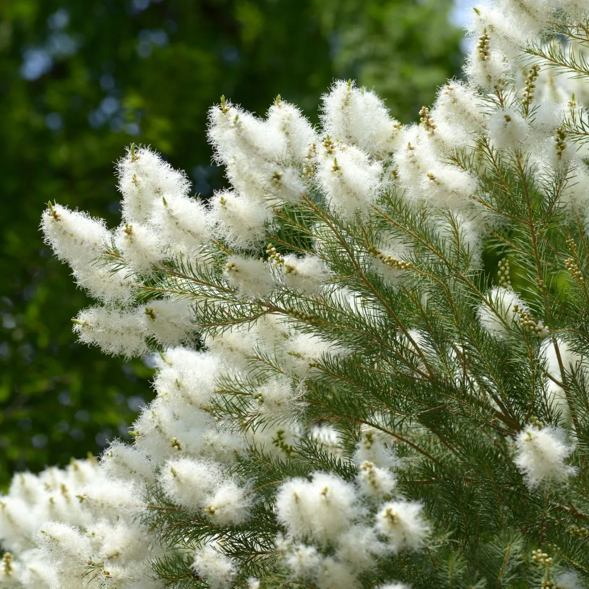 L'arbre à thé - Le parfum frais au jardin