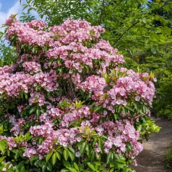Laurier des montagnes - Fleurs sculptées, effet waouh