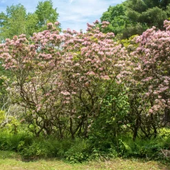 Laurier des montagnes - Fleurs sculptées, effet waouh