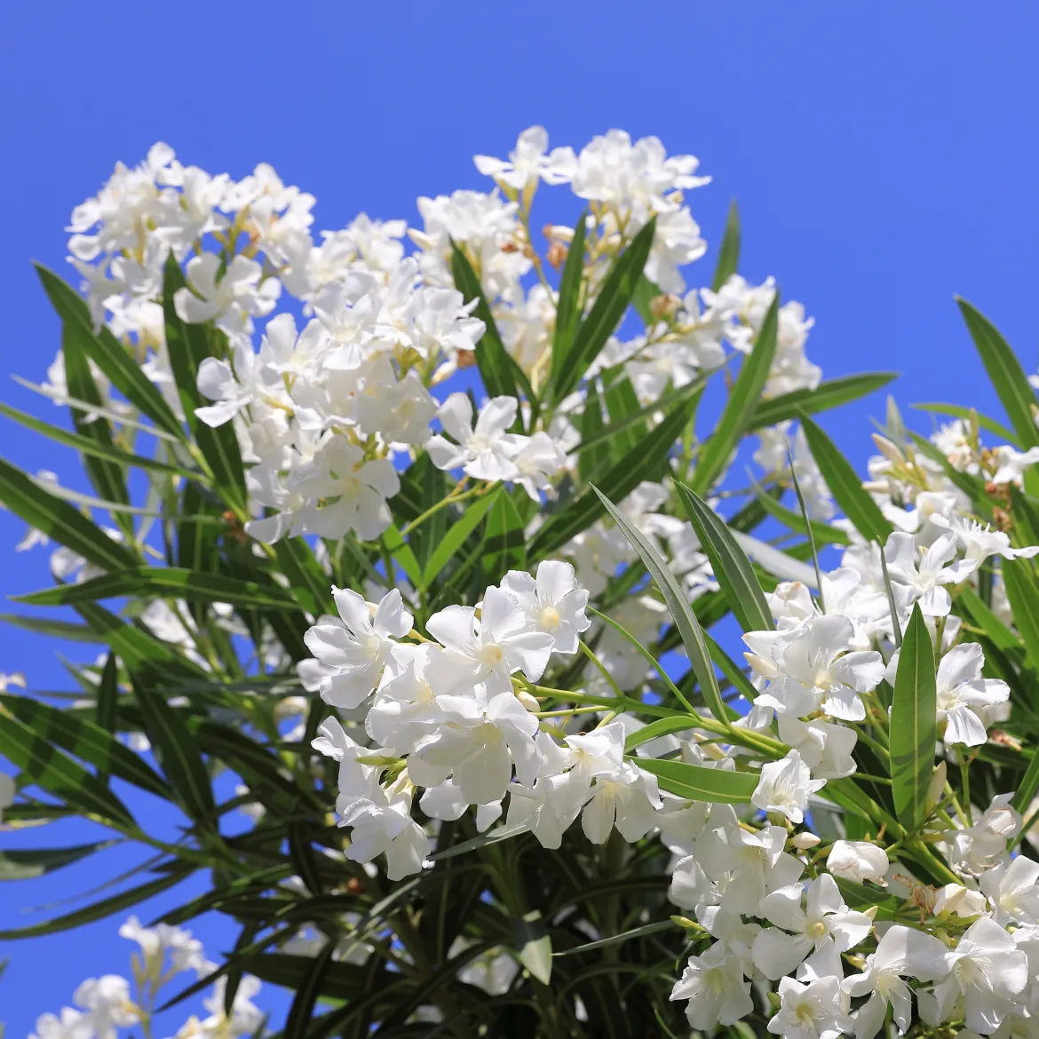 Laurier-rose à fleurs blanches - Un été méditerranéen chez vous