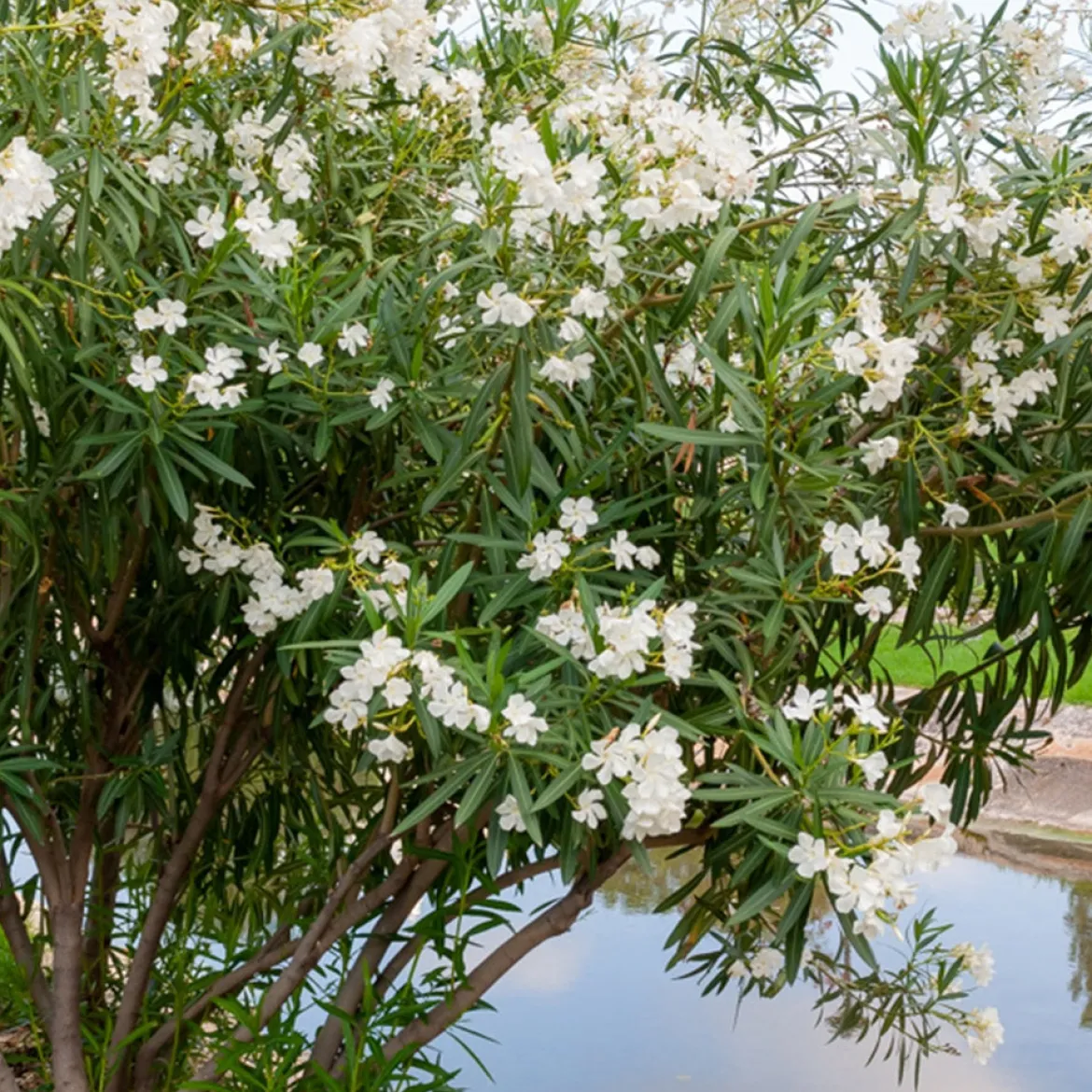 Laurier-rose à fleurs blanches - Un été méditerranéen chez vous