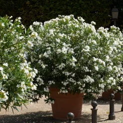 Laurier-rose à fleurs blanches - Un été méditerranéen chez vous