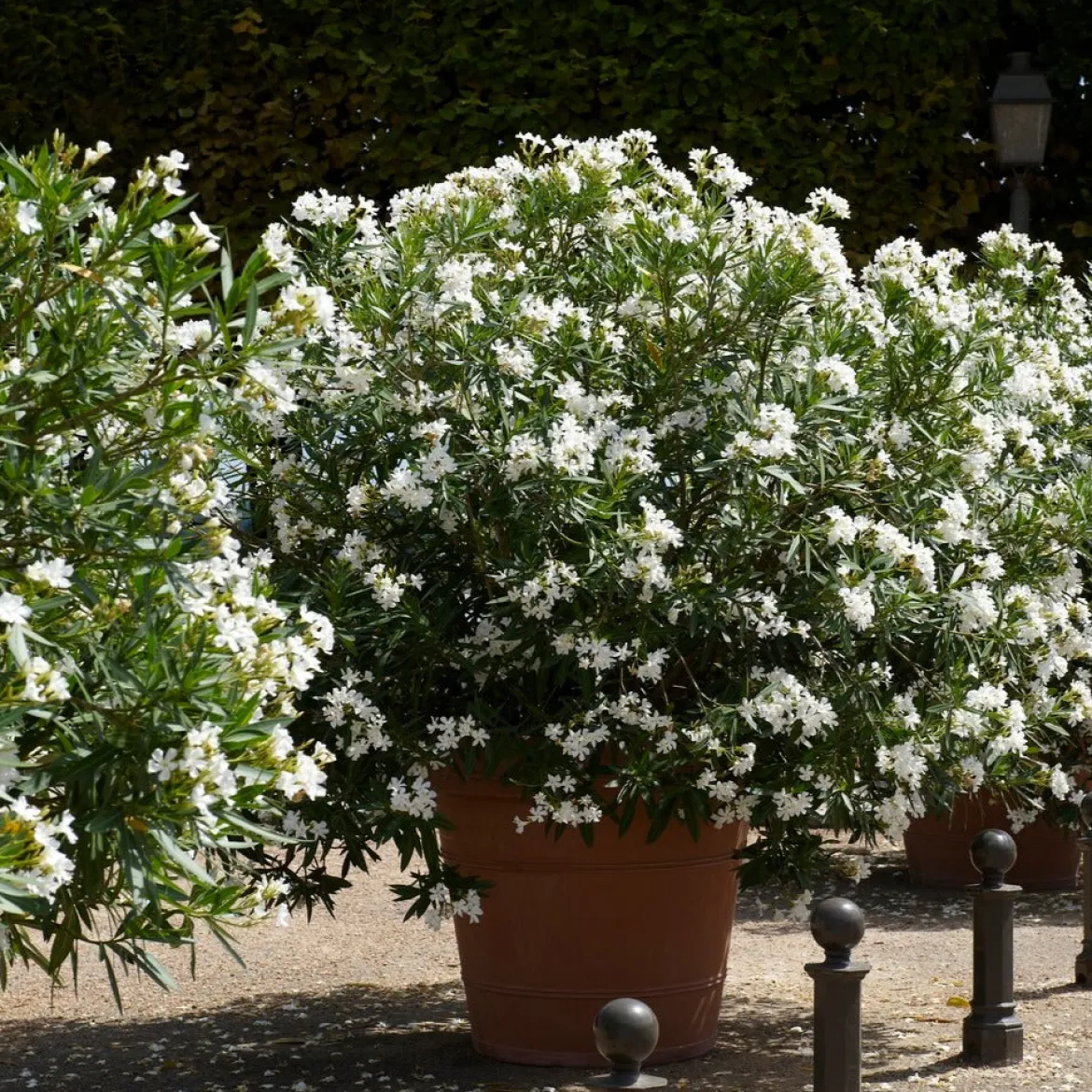 Laurier-rose à fleurs blanches - Un été méditerranéen chez vous