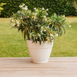 Laurier-rose à fleurs blanches - Un été méditerranéen chez vous