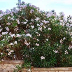 Laurier-rose Harriet Newding - Le sud dans votre jardin