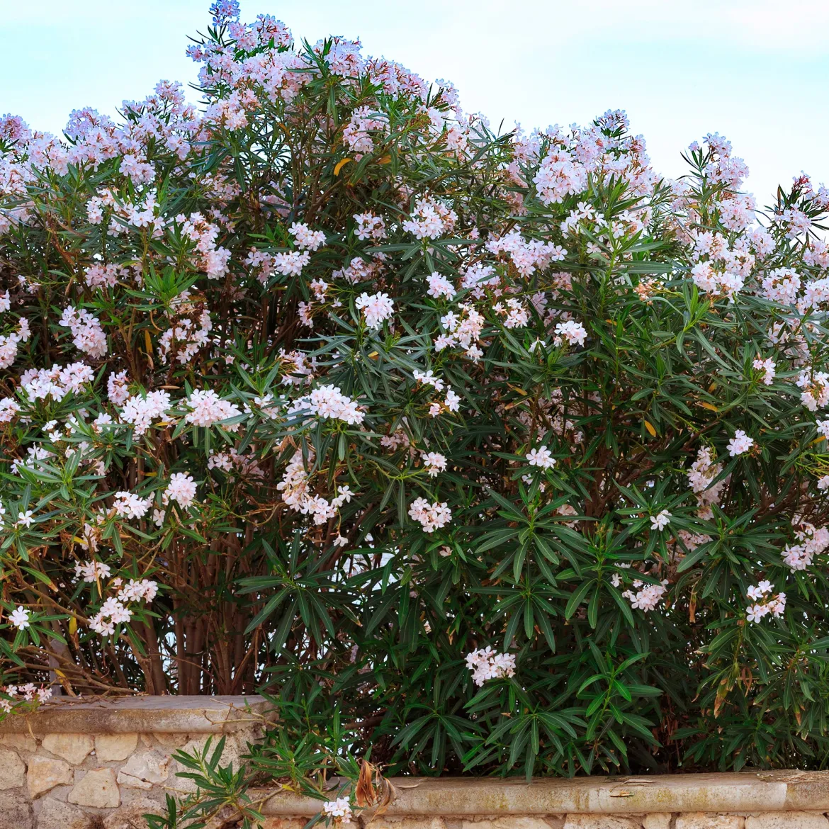 Laurier-rose Harriet Newding - Le sud dans votre jardin