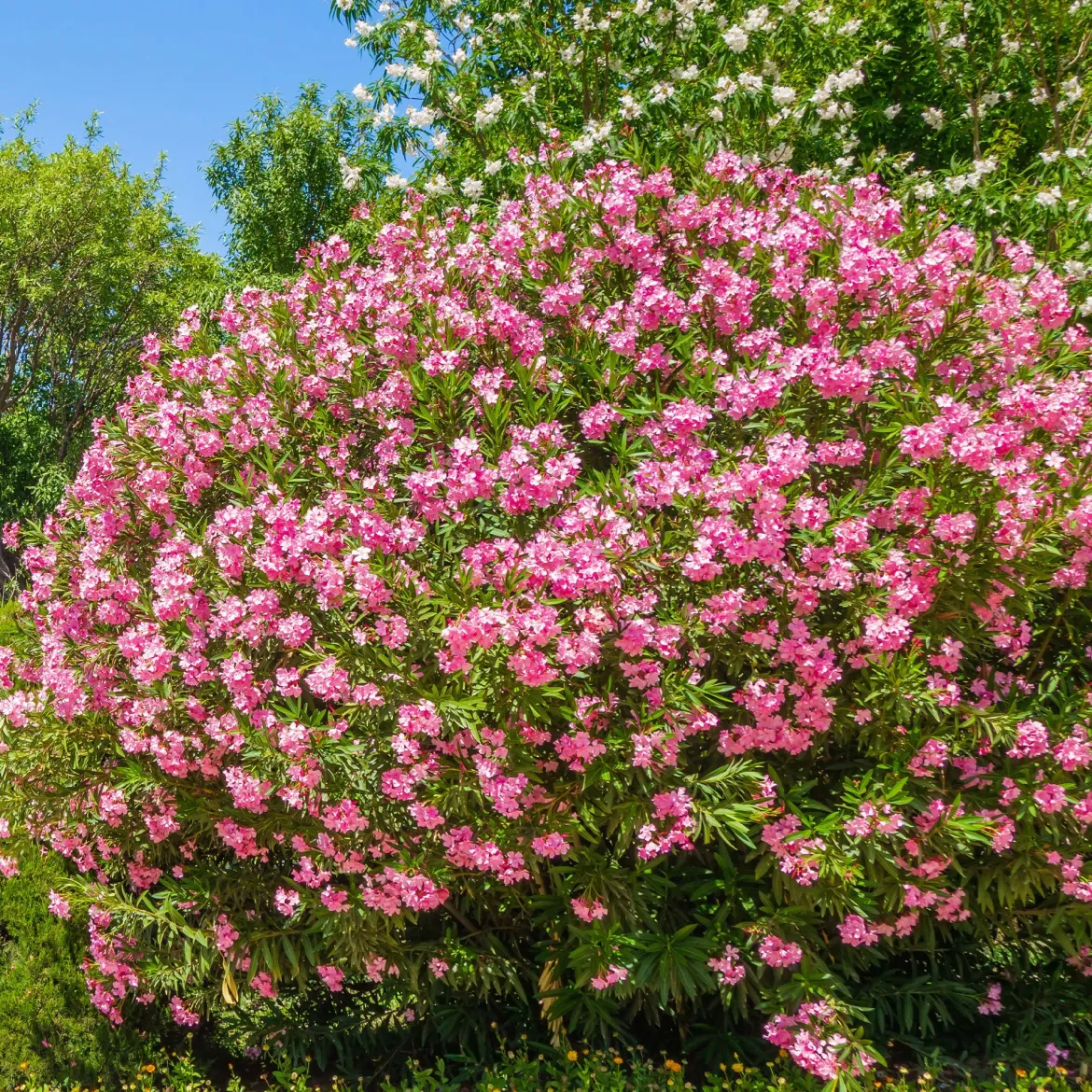 Laurier-rose - Le Sud fleuri chez vous