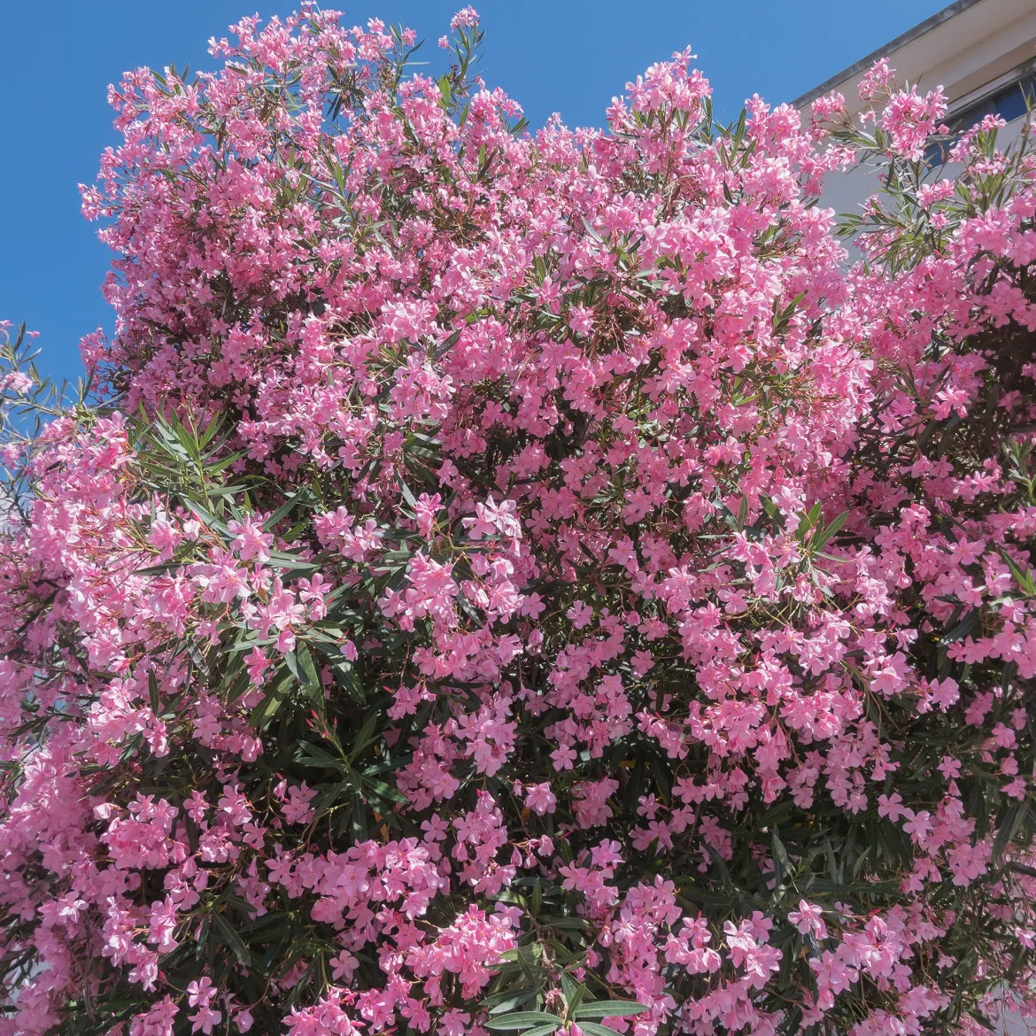 Laurier-rose - Le Sud fleuri chez vous