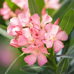 Laurier-rose - Le Sud fleuri chez vous