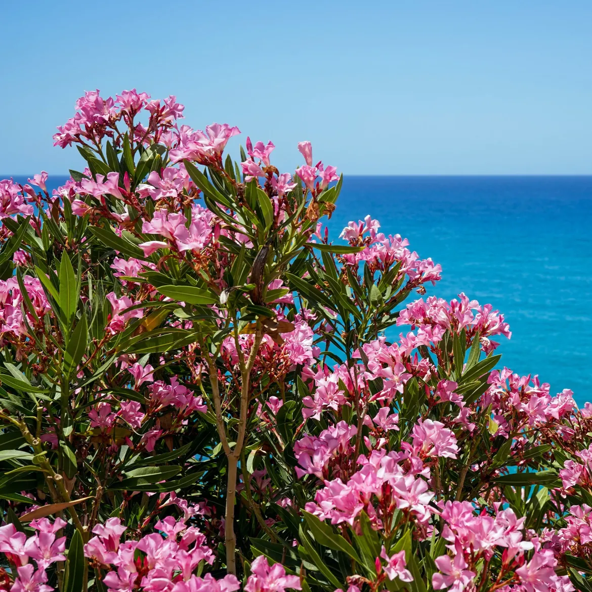 Laurier-rose - Le Sud fleuri chez vous