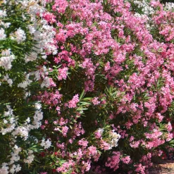 Laurier-rose - Le Sud fleuri chez vous