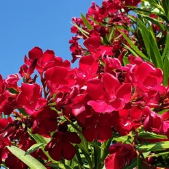 Laurier-rose rouge - Le Sud dans votre jardin
