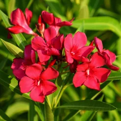 Laurier-rose rouge - Le Sud dans votre jardin