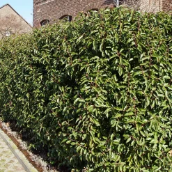 3 Lauriers du Portugal Angustifolia - Une haie dense toute l'année