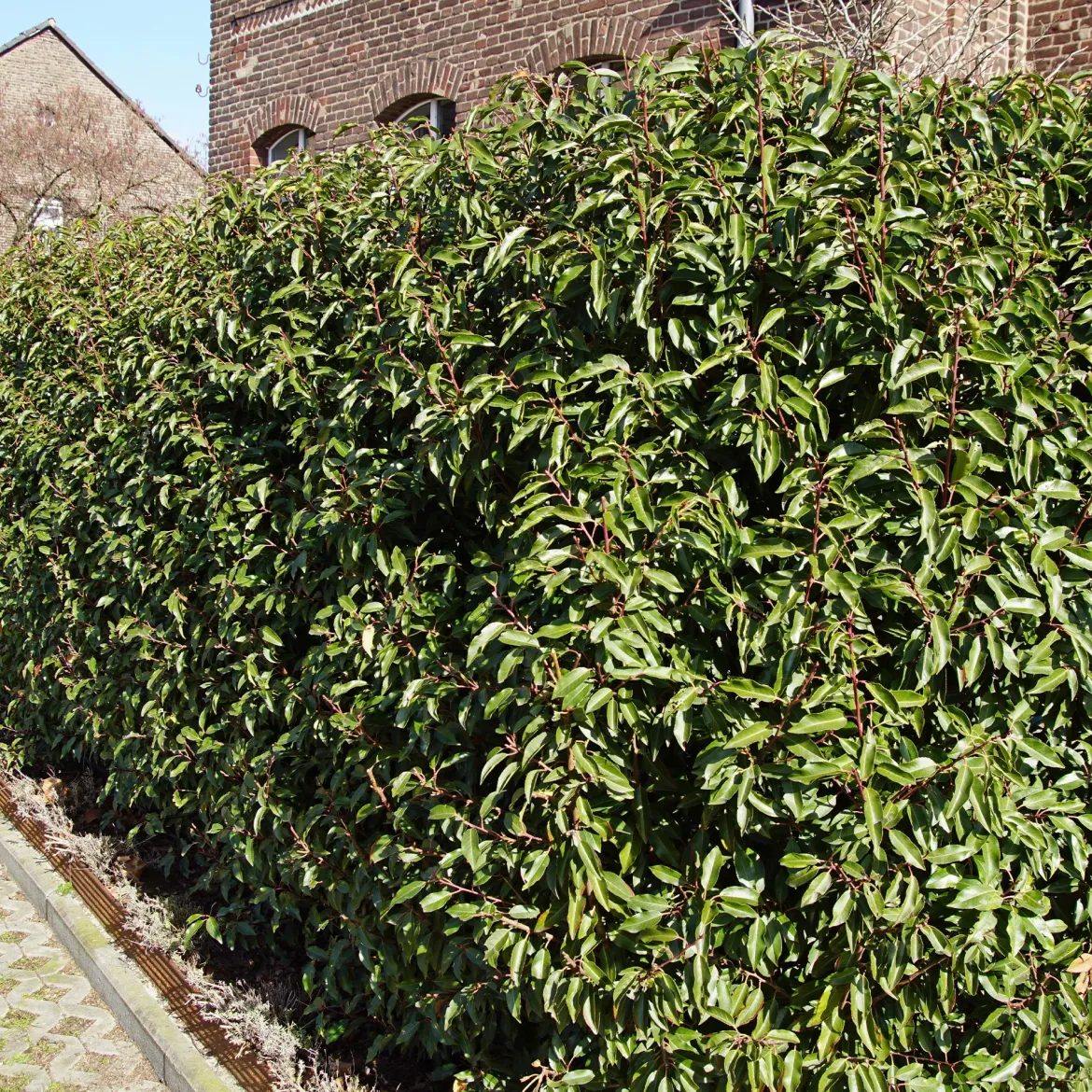 3 Lauriers du Portugal Angustifolia - Une haie dense toute l'année