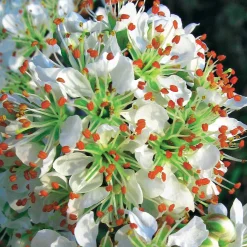 3 Lauriers du Portugal Angustifolia - Une haie dense toute l'année