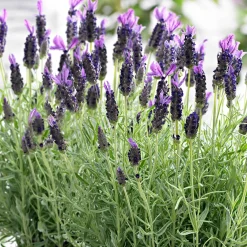 Lavande papillon 'Anouk' - Fleurs à oreilles dès juin