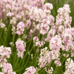 Lavande 'Rosea' - La lavande qui fleurit rose